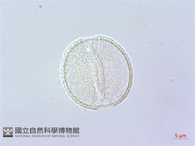 倒地蜈蚣藏品圖，第3張