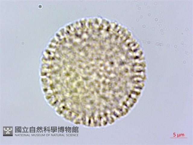 橙黃瑞香藏品圖，第2張