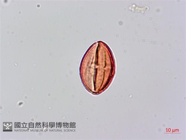 倒吊蓮、匙葉燈籠草藏品圖，第3張