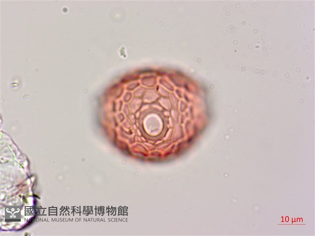 濱豇豆藏品圖，第2張
