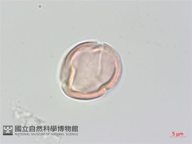 中國旌節花藏品圖，第2張