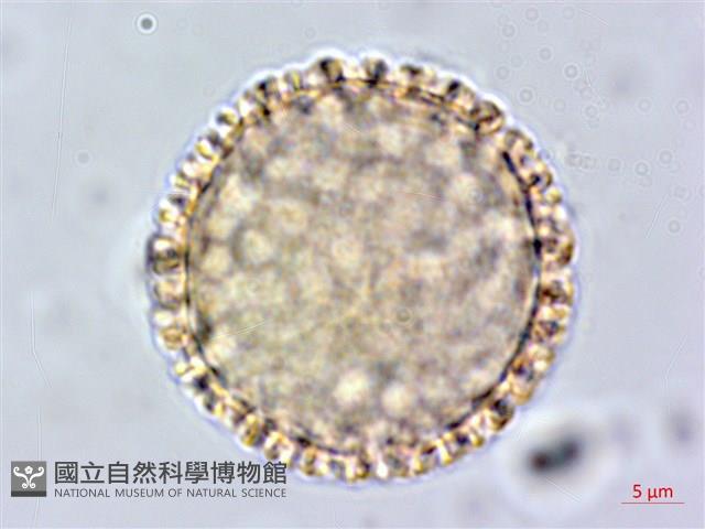 臺灣瑞香藏品圖，第2張