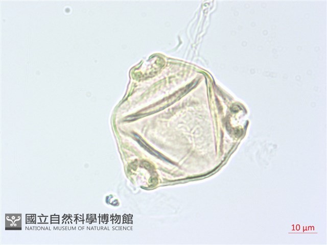 小花水丁香藏品圖，第2張