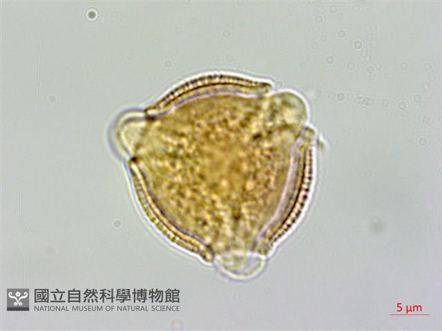 交趾衛矛藏品圖，第2張