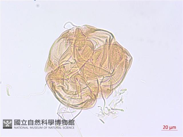 黑龍江柳葉菜藏品圖，第2張