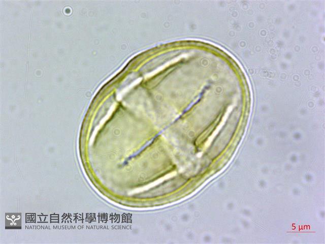登錄號:S109588藏品圖，第2張