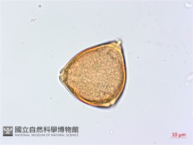 太魯閣胡頹子藏品圖，第3張