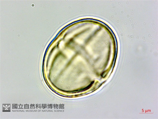 茅毛珍珠菜藏品圖，第3張