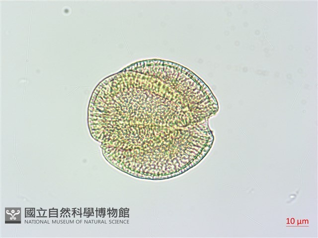 變葉姬旋花藏品圖，第3張