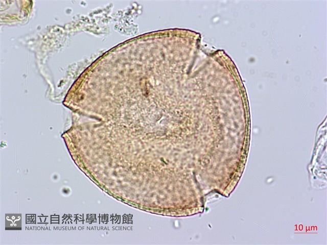 Yellow oleander, Lucky Nut Collection Image, Figure 3, Total 5 Figures