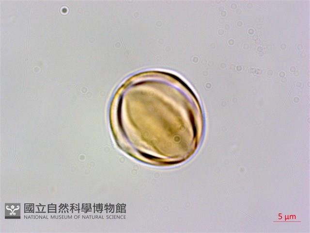 凹葉柃木、濱柃木、翠米茶藏品圖，第2張