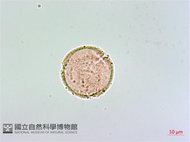 登錄號:S148303藏品圖，第2張