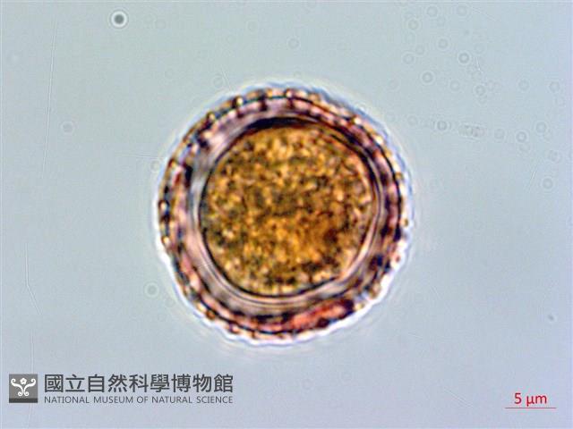 壺花莢迷藏品圖，第2張