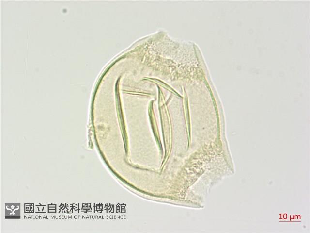 合歡柳葉菜藏品圖，第2張