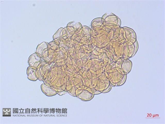 登錄號:S108093藏品圖，第2張