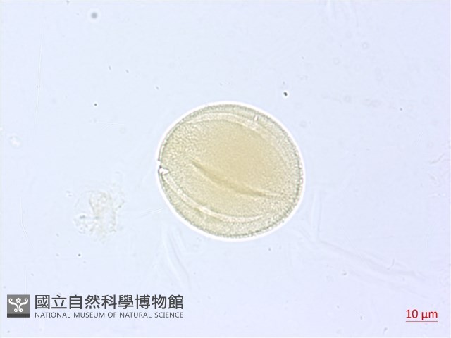 漢氏山葡萄藏品圖，第2張