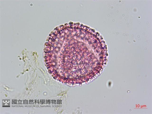 青牛膽藏品圖，第3張