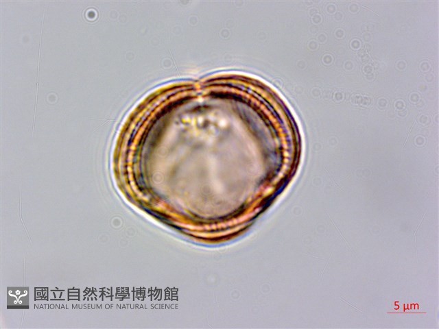 中南蒿藏品圖，第2張