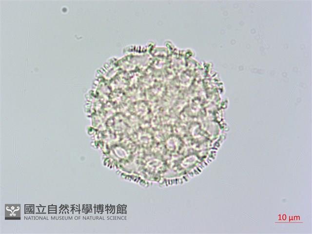 柳狀野扇花藏品圖，第3張