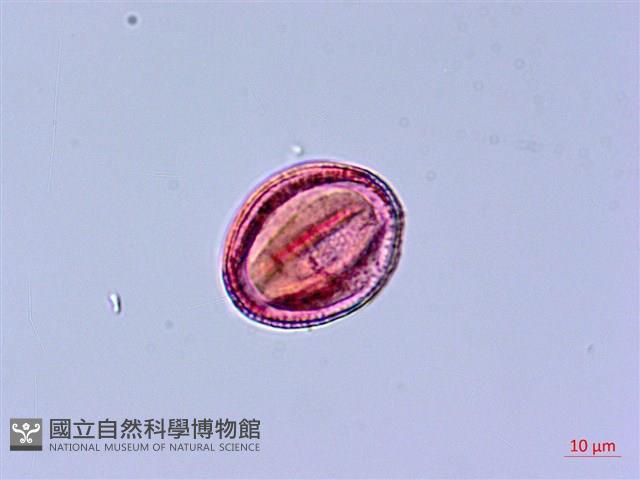 角桐草、台灣半蒴苣苔藏品圖，第3張