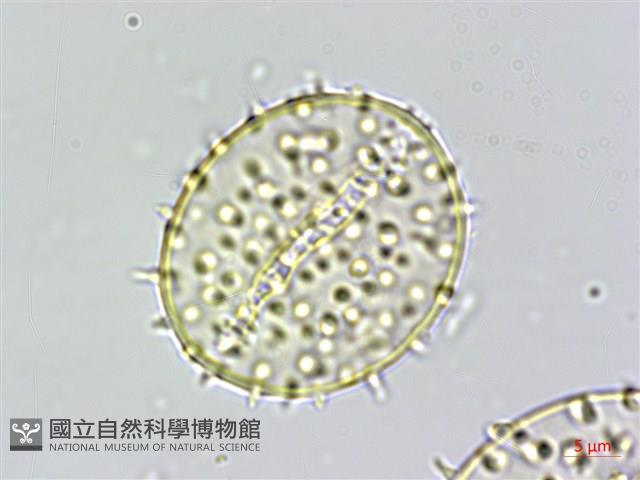 山棕藏品圖，第2張