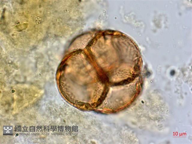 臺灣杜鵑藏品圖，第3張