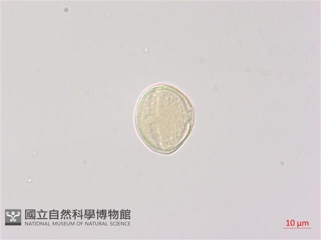 雷公根藏品圖，第2張