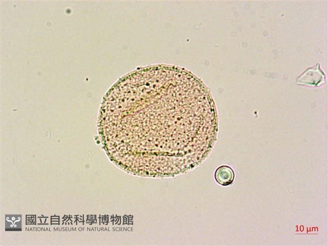 青脆枝藏品圖，第3張