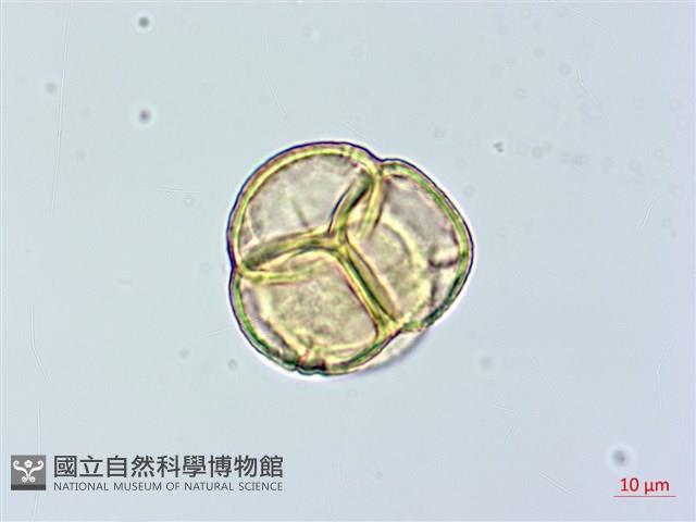 鹿蹄草藏品圖，第2張