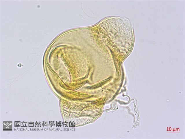 四翅月見草藏品圖，第3張