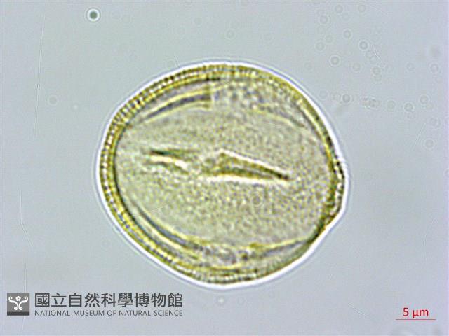 百金藏品圖，第2張