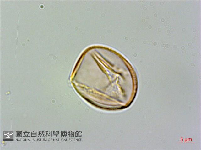 黃楊葉芒毛苣苔藏品圖，第2張