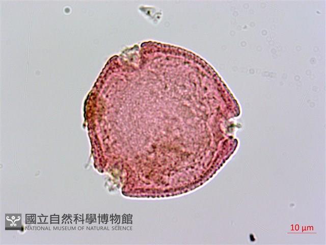 雞屎樹藏品圖，第2張