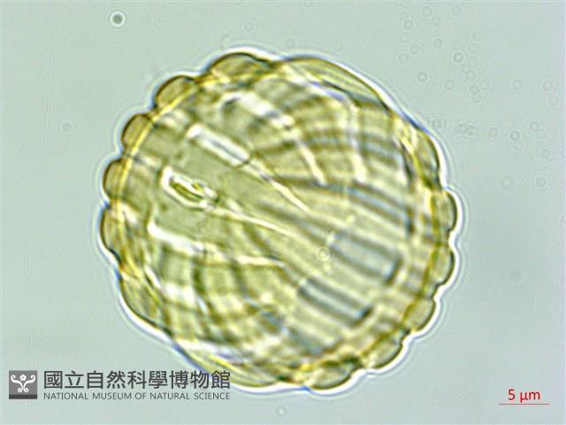 狹葉遠志藏品圖，第2張