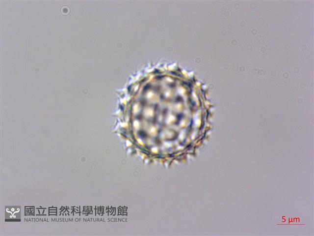 蓬萊籟簫藏品圖，第3張