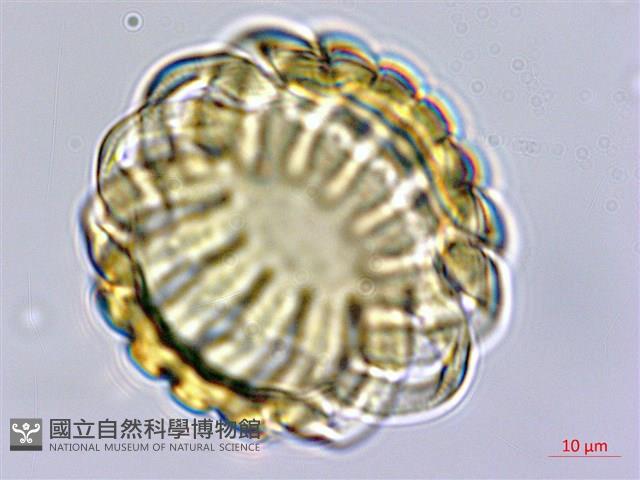 香港遠志藏品圖，第2張