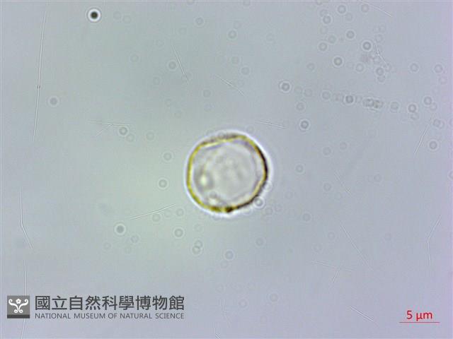 樓梯草藏品圖，第2張