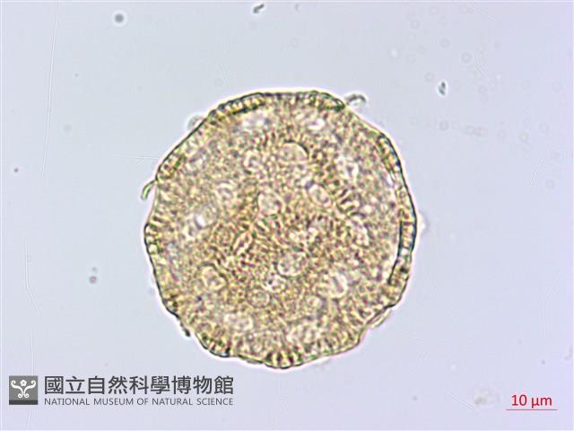 登錄號:S148226藏品圖，第2張