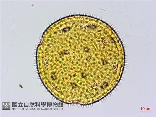 黃細心藏品圖，第2張