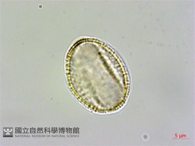 薺藏品圖，第2張