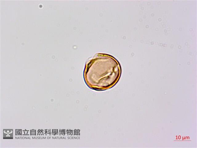 小槐花藏品圖，第2張