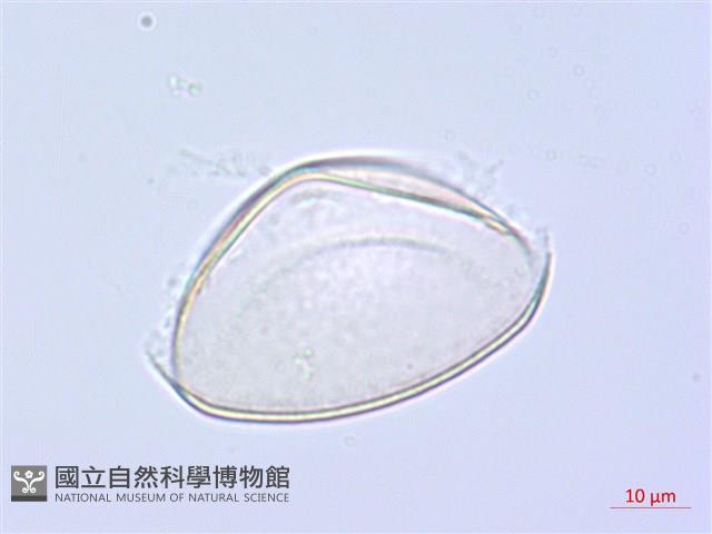 萎蕤藏品圖，第2張