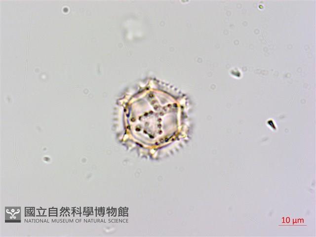 黃鵪菜藏品圖，第2張