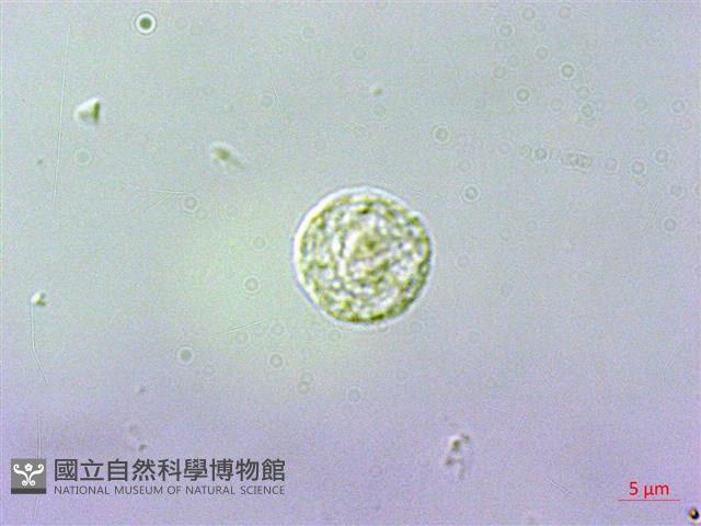 吐煙花藏品圖，第2張