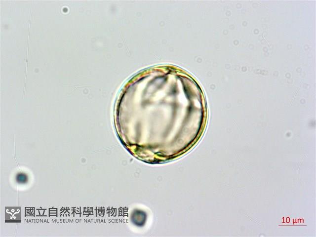 蘭嶼馬蹄花藏品圖，第3張