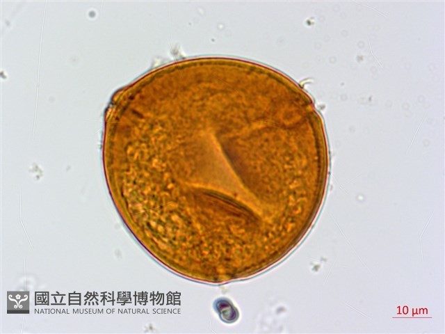 鄧氏胡頹子藏品圖，第3張