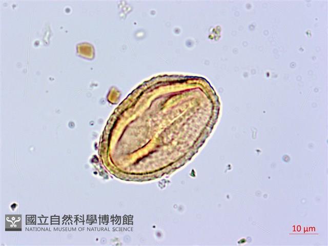 莔麻葉捕魚木、散麻樹藏品圖，第2張