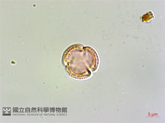 水金京藏品圖，第2張