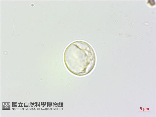 懸鈴木葉苧麻藏品圖，第2張