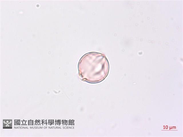 毛酸漿藏品圖，第2張